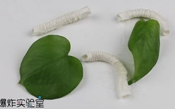 娱乐吃瓜酱蚕宝宝