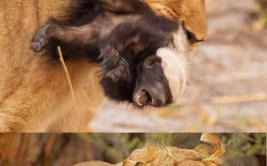 娱乐吃瓜酱动物,揭秘动物界的趣味八卦